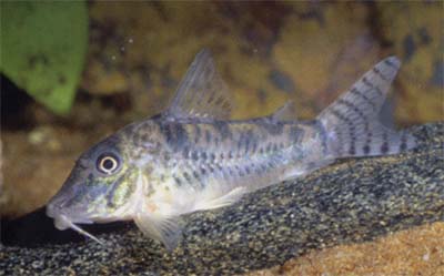 Corydoras sp. C99
